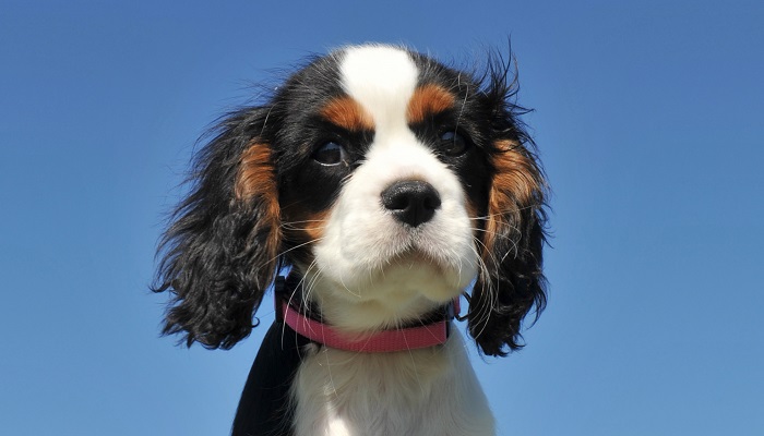 關於騎士查理王獵犬的飼養方法