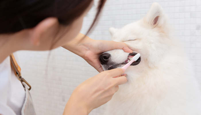 狗刷牙7.jpg