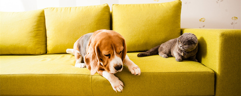 摄图网_300133147_banner_猫狗躺柔软的沙发上悲伤的狗猫（企业商用）_副本.jpg