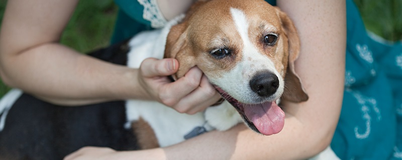 67如何训练比格犬 训练比格犬注意什么