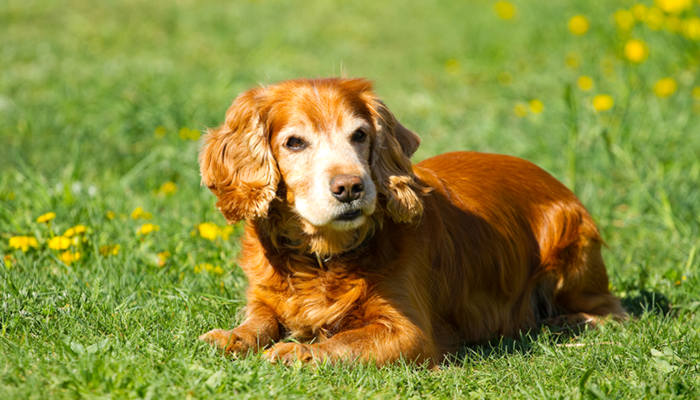 可卡犬智商排名图片