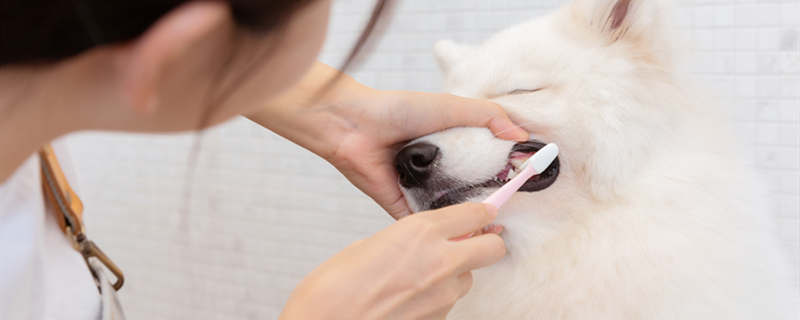 狗刷牙8.jpg