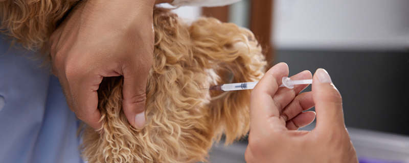 狗打疫苗8.jpg