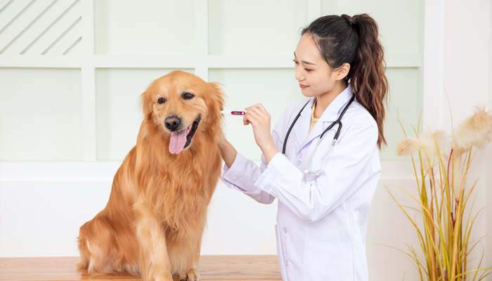 狗狗细小是什么症状怎么治疗 怎么预防狗狗细小病