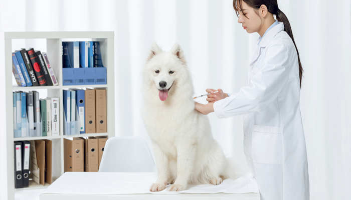 犬瘟热怎么得的传播方式是什么 犬瘟热是什么症状