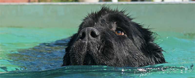 摄图网_304294139_游泳池里的新芬兰成年狗（企业商用）_副本.jpg