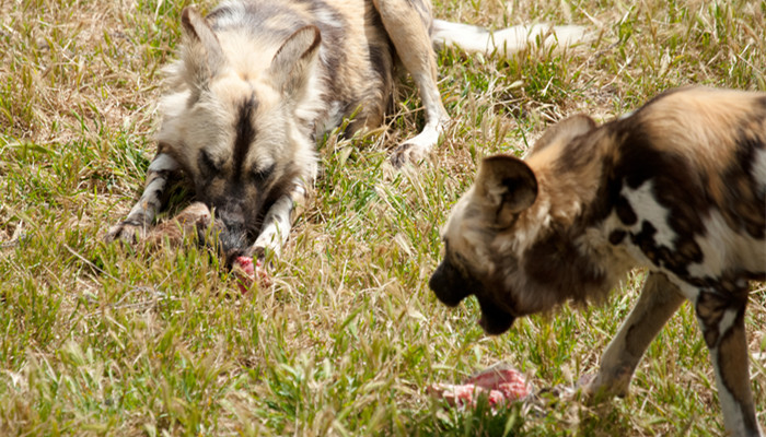 Photo of two hunting dogs eating meat_copy.jpg