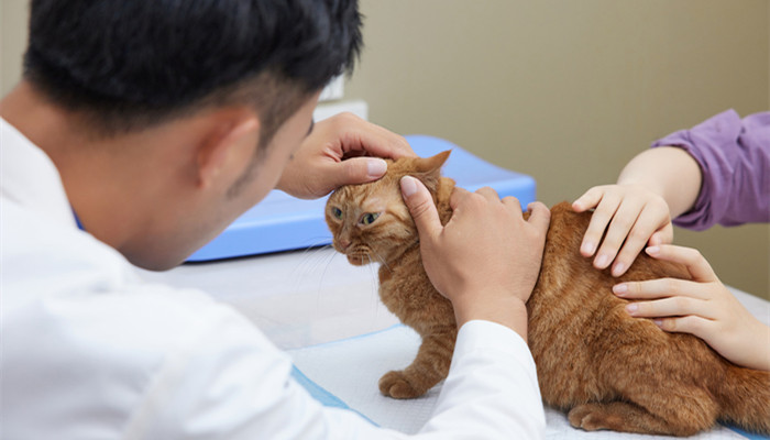摄图网_501805134_banner_宠物医生为猫咪做身体检查(企业商1用)_副本
