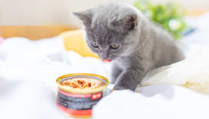 猫吃食物7.jpg