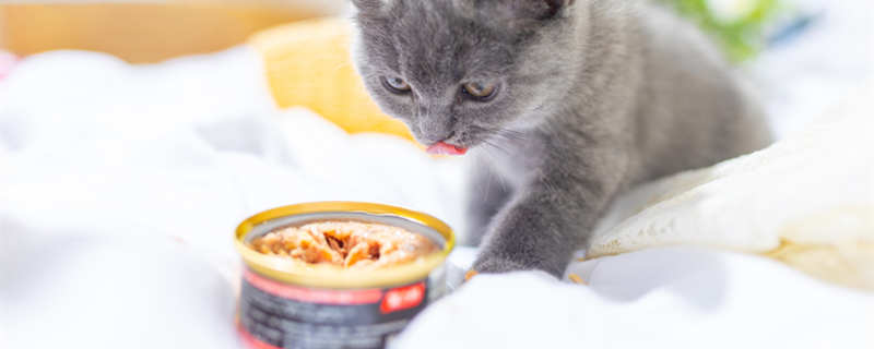 猫吃食物8.jpg