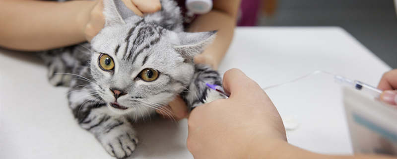 猫打疫苗8.jpg