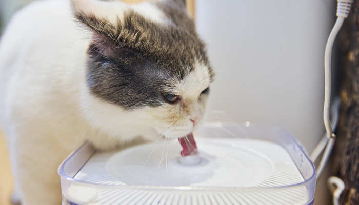 猫喝水7.jpg