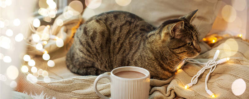 猫咖啡8.jpg