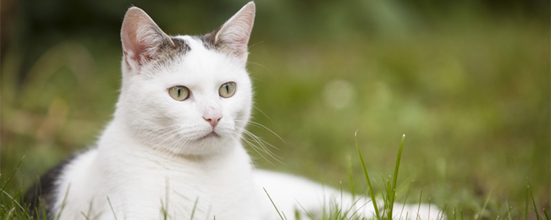 摄图网_303379583_鲜有斑点的白猫躺在绿草的青中用刺耳的朵看着警报（企业商用）_副本.jpg