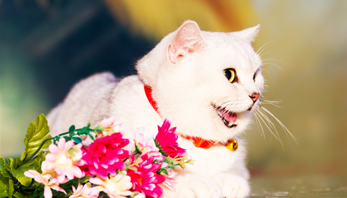 喜马拉雅猫的特点是什么