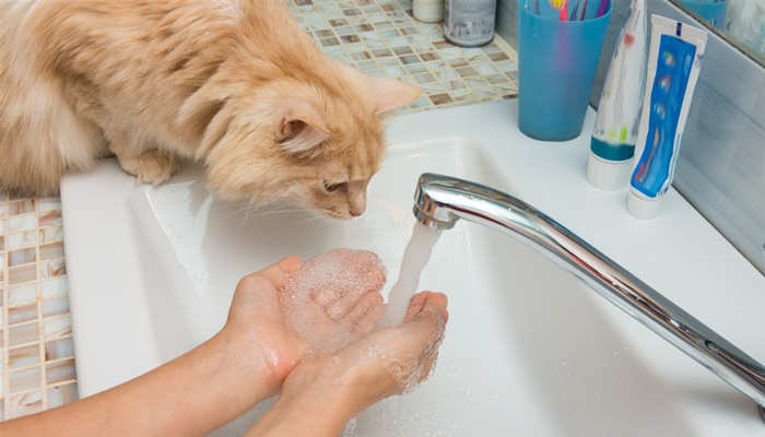 猫咪观水症是什么症状