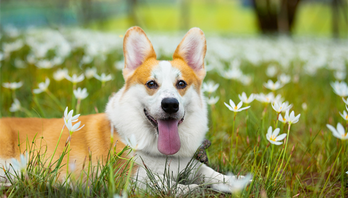 柯基成年犬一天吃多少狗糧