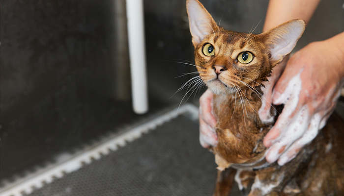 猫洗澡7.jpg
