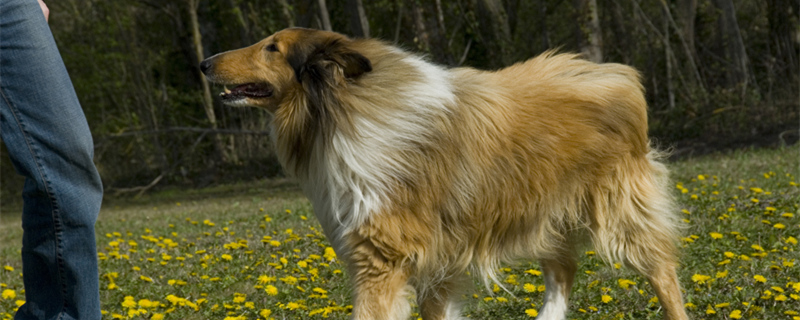 苏牧犬的毛毛该怎么打理