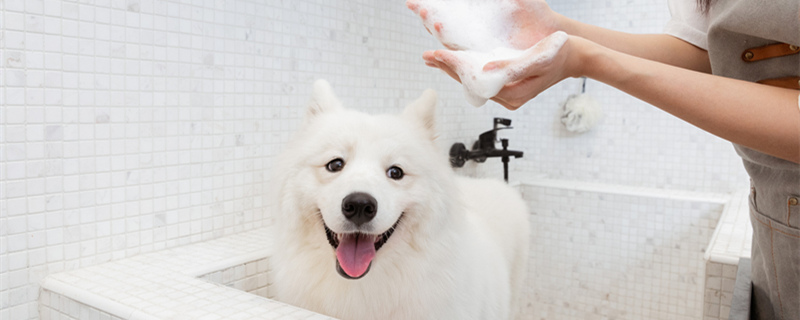 怎么把狗狗的毛发洗干净