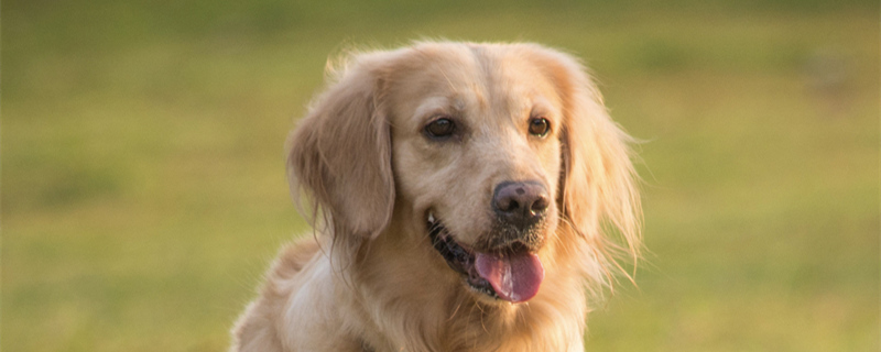 金毛犬的肚子咕咕噜噜的拉稀怎么办