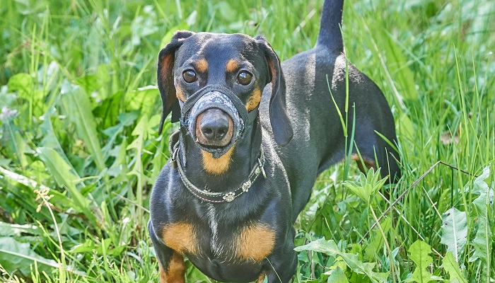 卡斯罗犬怎么训练