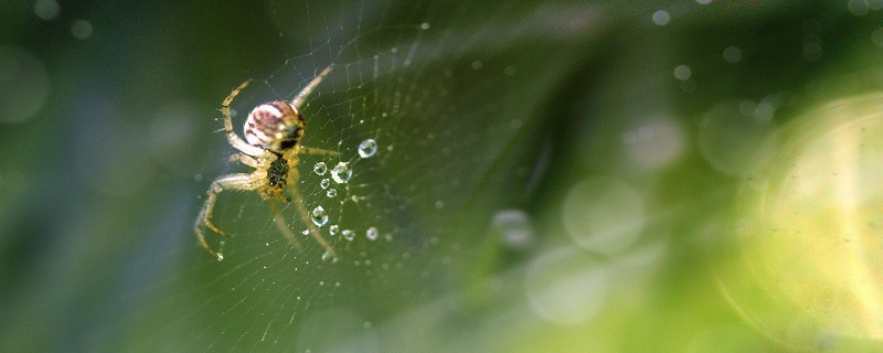 蜘蛛1.jpg