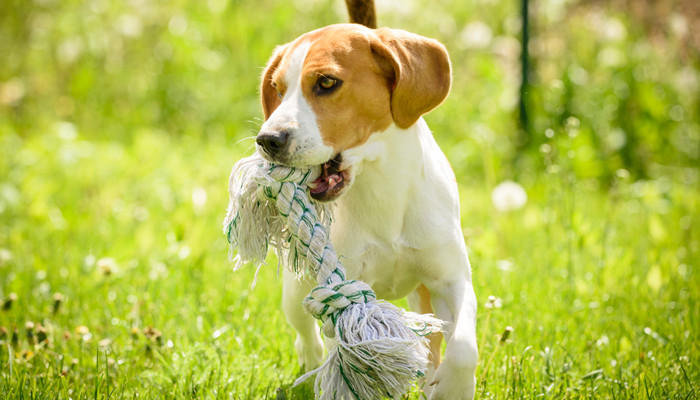 摄图网_307251812_小比格尔狗在阳光明媚的夏日与宠物玩具在绿色花园中跑来去比格尔狗来去玩（企业商用）_副本.jpg