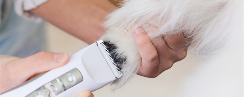 摄图网_501808125_banner_宠物店技师给宠物狗修剪脚趾毛特写(企业