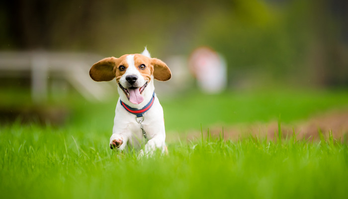 摄图网_307251955_一个春天狗比格犬带着舌头在绿草地上跑来跑去小猎犬在绿野中奔跑（企业商用）_副本.jpg