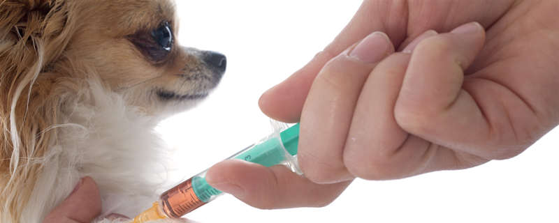 犬瘟热病毒的诊断及防治
