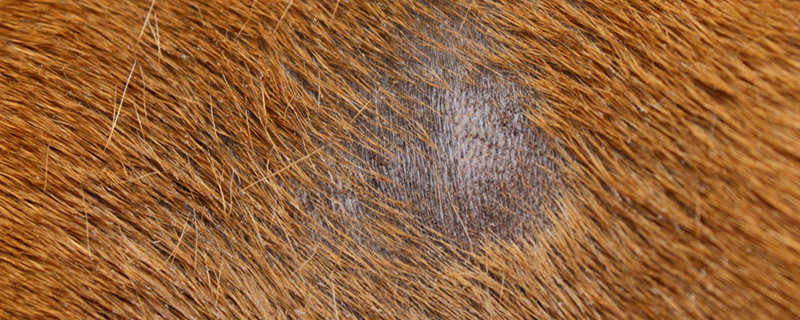 关于狗狗的真菌皮肤病