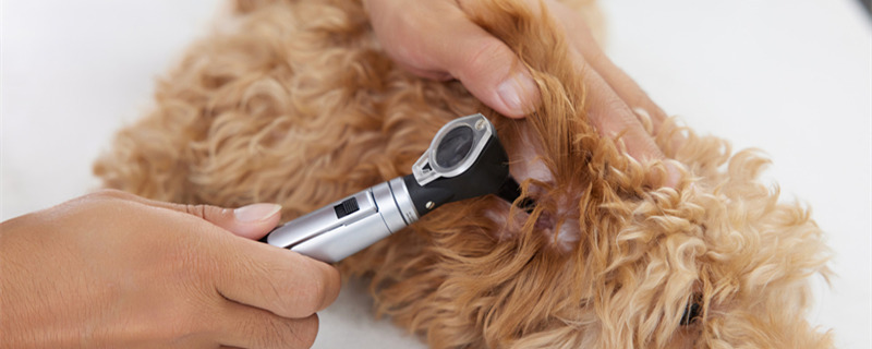 狗狗甩头可能是耳朵发炎导致