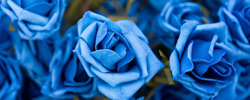 蓝色妖姬的花语是什么意思 蓝色妖姬是染色的还是自然的