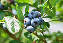 蓝莓树的养殖方法和注意事项 蓝莓树的养殖方法