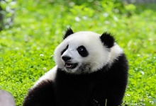 大熊猫繁育研究基地在哪里
