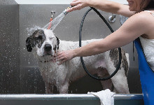 狗狗每次洗完澡就身上痒是怎么回事 狗狗每次洗完澡就咳嗽怎么回事