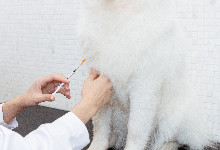 狗狗注射疫苗期间的禁忌 狗狗注射疫苗的时间