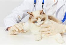 家养猫咪不打疫苗会怎么样 猫咪多大可以打疫苗