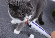 猫咪几个月可以吃化毛膏 猫咪多大能吃营养膏