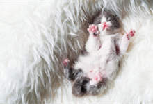 刚出生的小猫多久排便 新生小猫适合的温度是多少