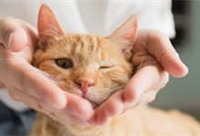 家里养猫的好处和坏处 家里养猫咪用什么给家里消毒