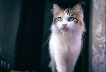 西伯利亚猫有什么特点 西伯利亚猫能长多大