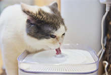 猫咪冬天频繁喝水是什么原因 冬天猫喝水如何处理