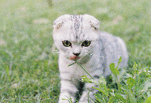猫咪吃猫草有哪些好处 猫咪吃猫条有哪些好处