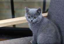 英短母猫能长多少斤 英短母猫会发腮吗