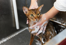 让猫乖乖洗澡的秘诀 猫咪的正确洗护步骤