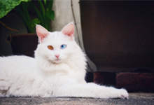 白色异瞳猫是土猫吗 异瞳白猫耳朵失聪几率大吗
