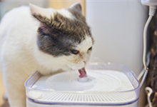 猫咪喜欢喝厕所的水怎么办 2个月的小猫喝冷水还是温水
