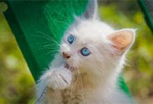 白毛蓝眼睛的猫咪是什么品种 白毛蓝眼睛的猫咪是聋子吗